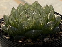 ハオルチア　Haworthia picturata N1選抜タイプ(5~6枚目参考画像)_画像3