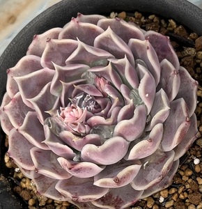 エケベリア　Echeveria hyalina San Luise de La Paz (実生苗)