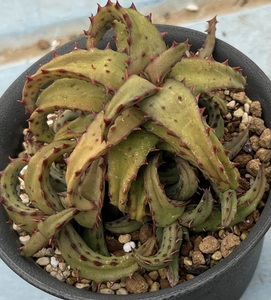 アロエ　Aloe castilloniae (2020年実生苗) CL1