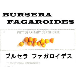 1月入荷 5粒 ブルセラ ファガロイデス BURSERA FAGAROIDES 種 種子