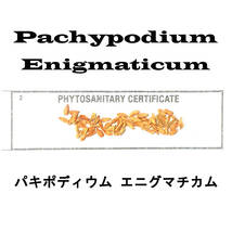 12月入荷 5粒+ パキポディウム エニグマティクム エニグマチカム 種子 種 証明書_画像1