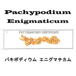 12月入荷 10粒+ パキポディウム エニグマティクム エニグマチカム 種子 種 証明書