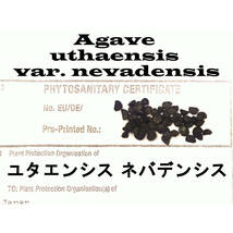 12月入荷 20粒+ アガベ ユタエンシス ネバデンシス 証明書あり 種 種子 証明書あり_画像1