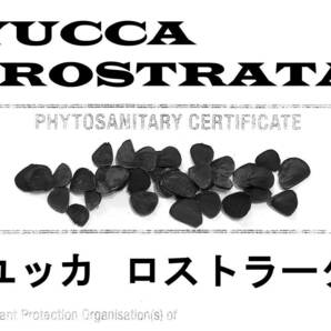 【鮮度抜群】3月入荷 50粒+ ユッカ ロストラータ 種 種子 植物検疫証明書ありの画像1