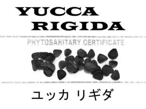 10 month arrival 100 bead + yucca ligida kind seeds plant inspection . certificate equipped 