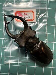 1667 cooler tsu Miyama stag beetle A1 specimen 72mmA1