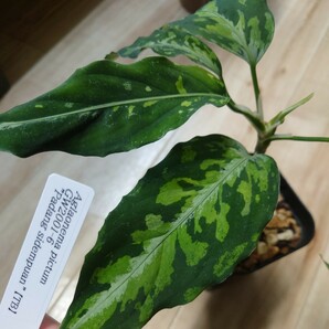 TB便 正規タグ付き Aglaonema pictum GW2001-6 padang sidempuan アグラオネマ ピクタムの画像1