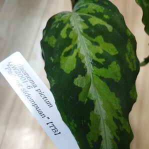 TB便 正規タグ付き Aglaonema pictum GW2001-6 padang sidempuan アグラオネマ ピクタムの画像2