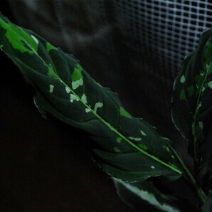 TB便 正規タグ付き Aglaonema pictum HW1502 Natal アグラオネマ ピクタムの画像1