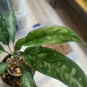 TB便 正規タグ付き Aglaonema pictum GW2106-1 padang sidempuan アグラオネマ ピクタムの画像6