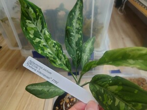 TB便 正規タグ付き Aglaonema pictum GW2106-1 padang sidempuan アグラオネマ ピクタム