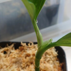 TB便 正規タグ付き Aglaonema pictum HW1502 Natal アグラオネマ ピクタムの画像6