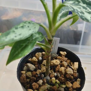 AZ便 正規タグ付き Aglaonema pictum ちゃんぷーる HD from Ache barat AZ0420-1a アグラオネマ ピクタムの画像6