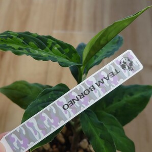 TB便 正規タグ付き Aglaonema pictum アレグロ GG2106 -55 padang sidempuan アグラオネマ ピクタムの画像7