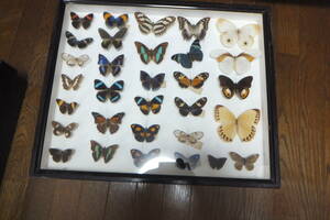 ⑥蝶の標本 昆虫標本 現状渡し品 画像重視ご判断ください