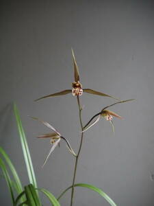 *. волна холод орхидея маленький . производство 1 (.. один знак супер большой колесо ) нет название товар вид 