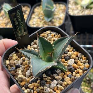 アガベ チタノタ US産オテロイ 胴切り子株 狂刺 発根済み 【1 room plants】の画像9