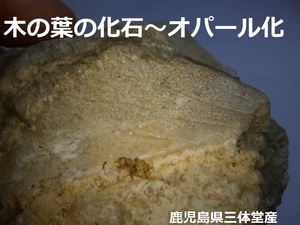 オパール化した木の葉の化石　鹿児島県霧島市牧園町三体堂産　国産鉱物　検　鑑賞石　天然石　自然石　パワー　ヒーリング