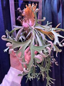 {Z} staghorn fern willinckii Alva