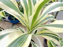 斑入り　ドラセナ・ビクトリア・ホワイトパラダイス　Dracaena 'Victoria White Paradise' _画像3