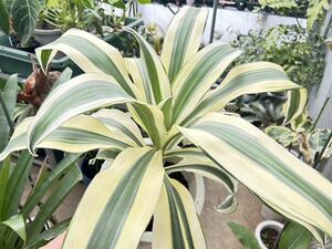 斑入り　ドラセナ・ビクトリア・ホワイトパラダイス　Dracaena 'Victoria White Paradise' 