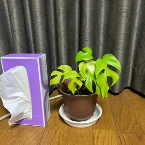 【観葉植物】ヒメモンステラ K 20cm