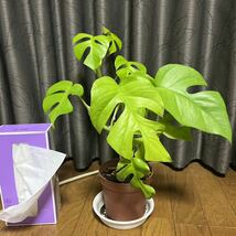 【観葉植物】ヒメモンステラ D 40cm_画像1