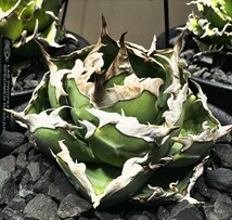 180Agave titanota Griffin アガベ　チタノタ　グリフィン_画像1