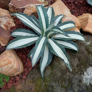 1Agave americana var. medio picta 'Alba' アガベ　アメリカーナ　メディオピクタ　アルバ　華厳中白斑