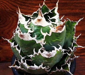 D8アガベ チタノタ 巨獣 Agave titanota ' Giant Beast '（ ハデス シーザー チタノタ ）/検 悪魔くん シーザー ハデス 清櫻 白鯨皇冠