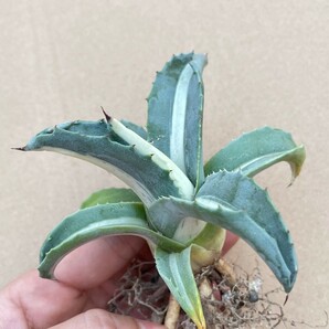 1Agave americana var. medio picta 'Alba' アガベ アメリカーナ メディオピクタ アルバ 華厳中白斑の画像2