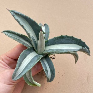 2Agave americana var. medio picta 'Alba' アガベ アメリカーナ メディオピクタ アルバ 華厳中白斑の画像5