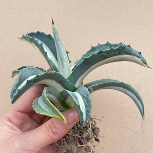 2Agave americana var. medio picta 'Alba' アガベ アメリカーナ メディオピクタ アルバ 華厳中白斑の画像3