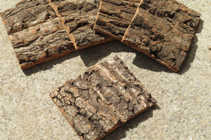 1枚　コルク　樹皮　コルク板　10×8ｃｍ（厚約10ｍｍ以下）洋蘭　原種　チランジア　エアープランツ　小型　ビカクシダ　ラン　コルク
