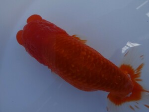 [. Tsu golgfish ] two -years old female 15 centimeter 3.30 shipping limitation (pick up) 