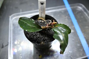 Bucephalandra sp. “Tapanguri” 【MF0417-7A】 ブセファランドラ　　MF便　水上葉