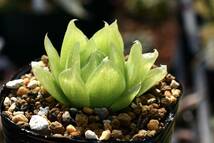 Haworthia lockwoodii Eselsfontein, SW of Laingsburg (Witteberg Rd) ハオルチア ロックウッディ 多肉植物_画像3