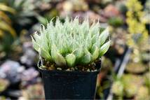 Haworthia albans n.n.RIB0076 St.Alban's ハオルチア アルバンス 多肉植物_画像2