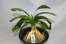 君子蘭　矮鶏系達磨　　　クンシラン　観葉植物_画像1