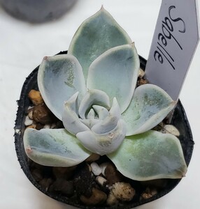  succulent plant ekebe rear Korea seedling [Sabelle] pulling out seedling 