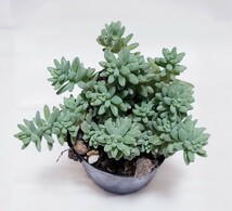 多肉植物 セダム「ミルキーウェイ」抜き苗 寄せ植えに_画像1