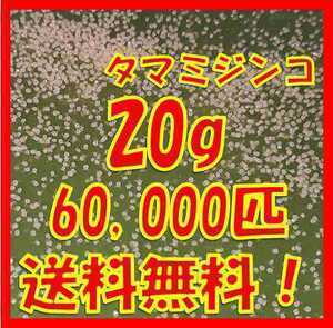 タマミジンコ20g+α60,000匹「めだか金魚熱帯魚の生き餌に！」