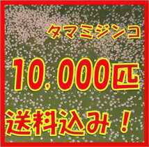 タマミジンコ3g+α10,000匹「めだか金魚熱帯魚の生き餌に！」_画像1