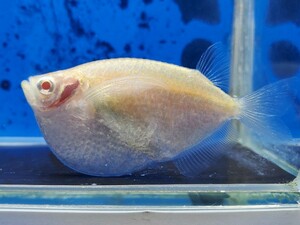 アルビノシルバーハチェット　体長5～6センチほど　カラシン　テトラ　熱帯魚