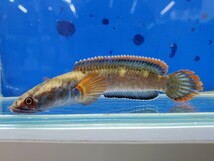 アイズファイヤースネークヘッド　1　体長10センチほど　チャンナ　カブキスネークヘッド　アナバス　熱帯魚_画像1