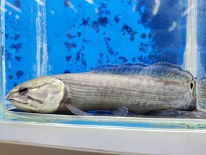 アミア　カルバ　送料無料！　体長11センチほど　古代魚　アミアカルヴァ　熱帯魚