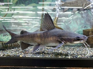 Папуанс Монкат Длина 25 сантиметров Светость Агаги Тропическая рыба