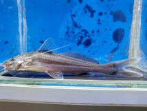 ブルーバックキャット　体長11センチほど　ナマズ　熱帯魚_画像2