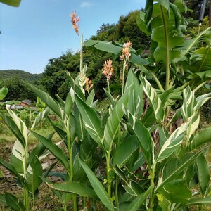 斑入り カンナ　シュツットガルト 10苗セット #花苗 観賞用 南国 リゾート 耐寒