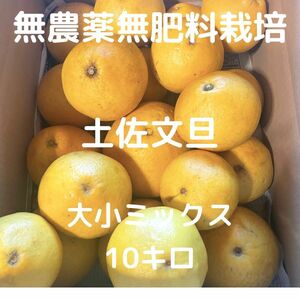 無農薬・無肥料 土佐文旦 10キロ　福岡県遠賀郡岡垣町からお届けします！